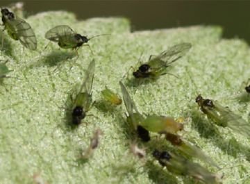 Обробка агрусу навесні від шкідників: основні заходи та препарати