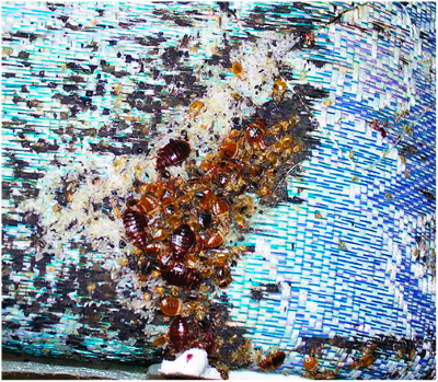 Постільні клопи – зовнішній вигляд і особливості життєдіяльності