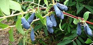 Які сорти жимолості підходять для Ленінградської області: докладний опис видів