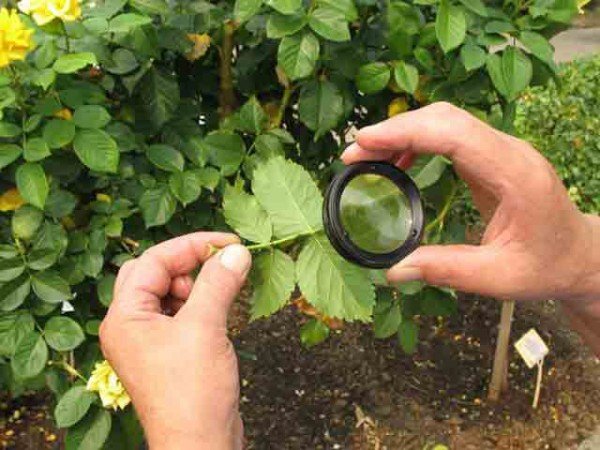 Шкідники кімнатних рослин їх ознаки та заходи боротьби з ними