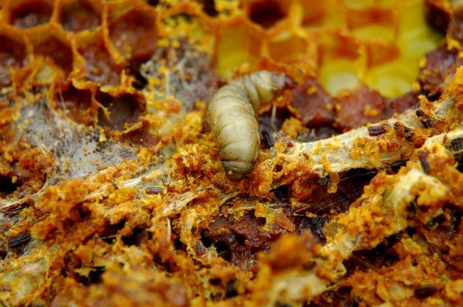 Личинки воскової молі в сучасній медицині: Застосування