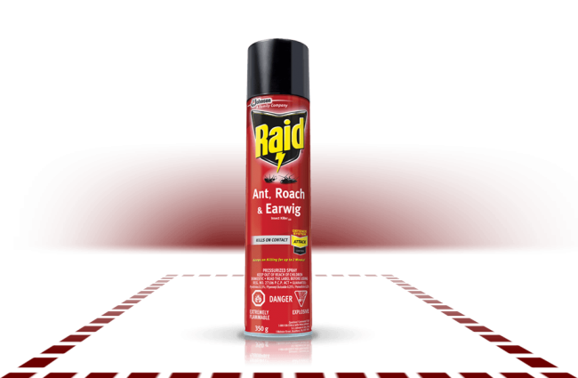 Як позбутися від мурашок в квартирі: труїти не можна помилувати