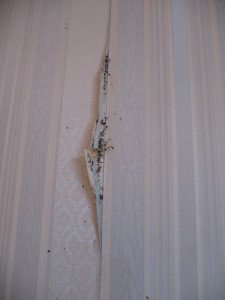 Звідки беруться клопи в квартирі: чого слід уникати, і як не перенести в будинок