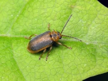 Жук листоїд і його численне сімейство тополевих та вільхових різновидів