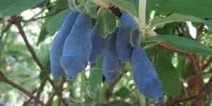 Які сорти жимолості підходять для Ленінградської області: докладний опис видів