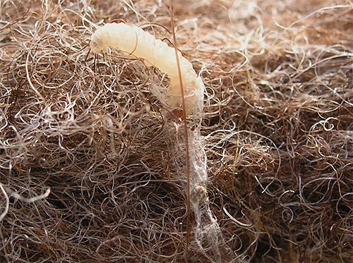 Як вивести моль з квартири – огляд сучасних і народних засобів