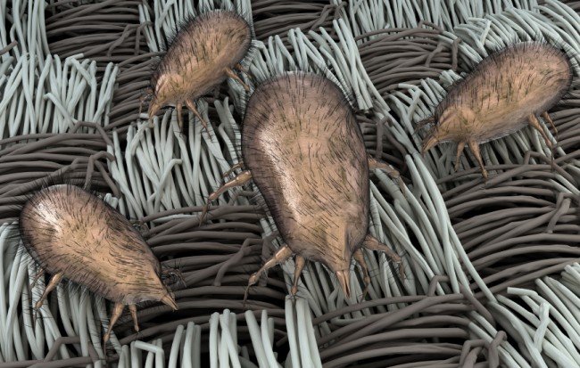 Як вивести клопів в домашніх умовах швидко з використанням сучасних інсектицидів