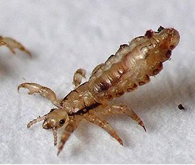 Людська воша і її різновиди