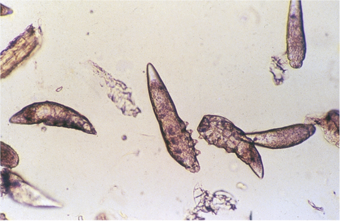 Підшкірний кліщ у кішок   чим небезпечний і як лікувати