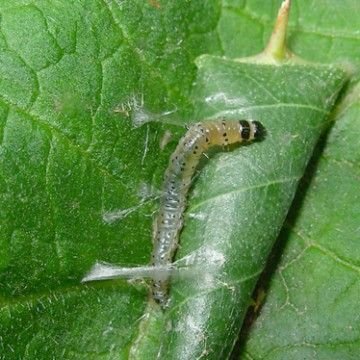 Кривоусая, мінлива, розанная   різноманітність світу листовійок