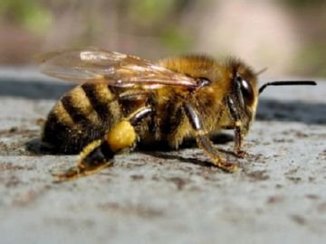 Види бджіл: медоносна бджола і її родичі