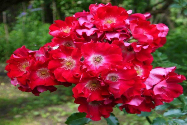 Плетисті троянди для Підмосковя: огляд кращих сортів з описом та рекомендаціями по догляду