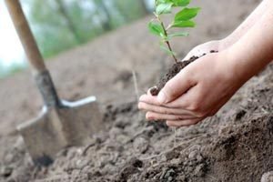 Пересадка жимолості на нове місце: вибір часу року і підготовка місця