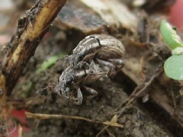 Довгоносик клубеньковый: опис, шкоди, заходи боротьби