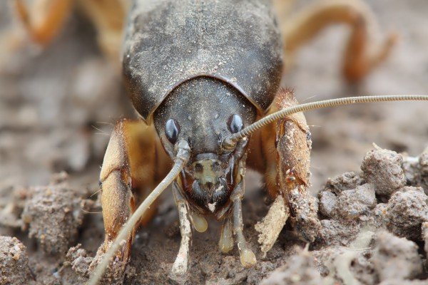 Капустянка: фото, зображення, картинки