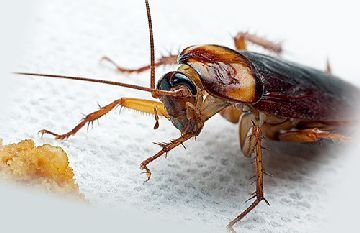 Регент від тарганів відгуки споживачів Регент від тарганів відгуки споживачів