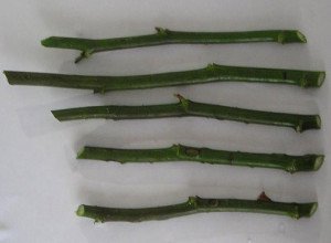 Розмноження плетистих троянд: ефективні методи отримання нових рослин і їх опис