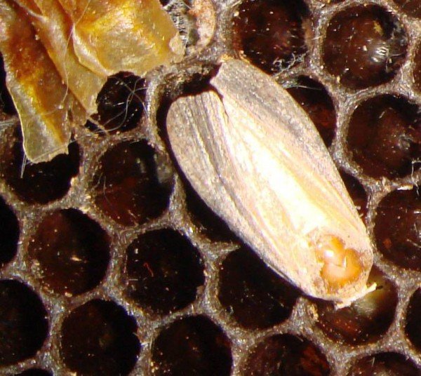 Воскова міль: запобігання зараження вуликів, позбавлення від личинок