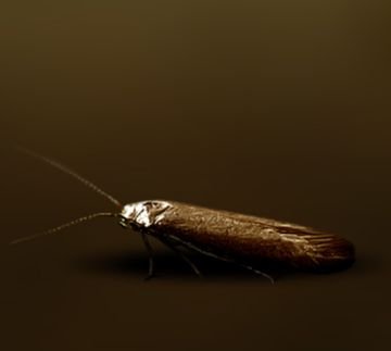 Як захистити сад від небезпечних комах шкідників плодових культур: златок, вертуний, трубковертов, чехлоносок і казарок