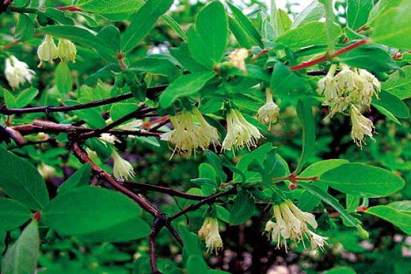 Садова рослина жимолость: що ми знаємо про чагарнику