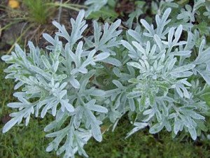 Вибираємо ефективний метод боротьби з клопами в будинку