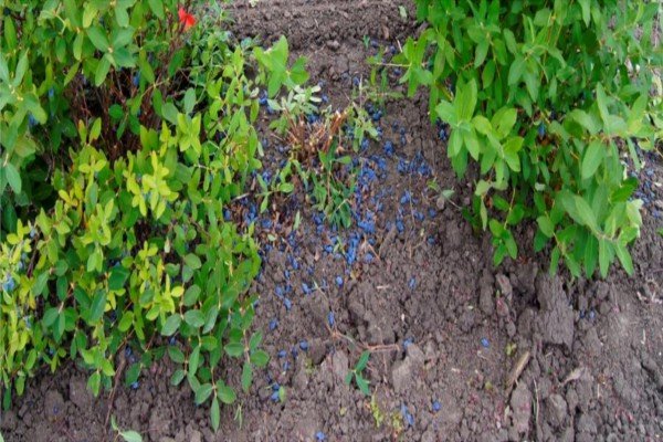 Садова рослина жимолость: що ми знаємо про чагарнику