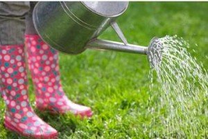 Як правильно доглядати за дорослим газоном в різний час року: звід правил