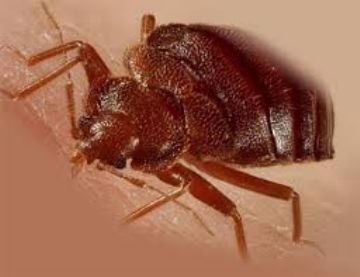 Які служби надають послуги зі знищення клопів в Москві і реальні відгуки клієнтів