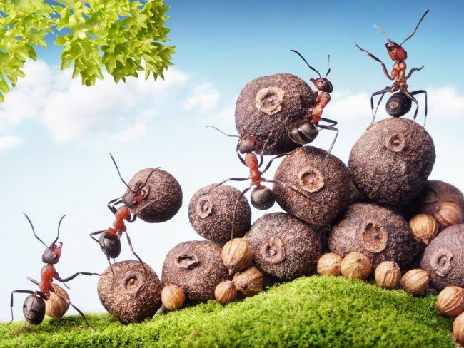 Як позбутися від мурашок в будинку: оперативна допомога