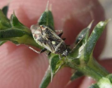 Знищуємо шкідників льону: комірних кліщів, лляних блішок і трипсів