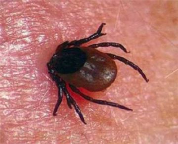 Небезпечні комахи — переносники захворювань людини