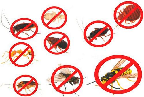 Дельта зона від клопів: спосіб застосування, плюси і мінуси кошти, склад