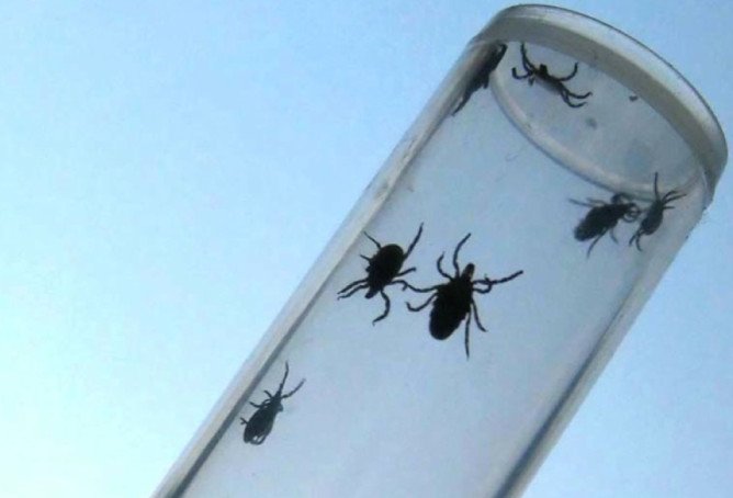 Які хвороби переносять кліщі і чим вони небезпечні для людини