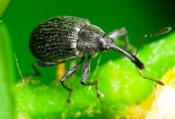 Чорний довгоносик: опис, види, методи профілактики та боротьби з ним