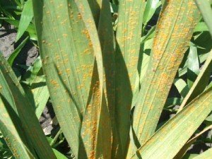 Вирощування гладіолусів: посадка і догляд у відкритому грунті, строки і схема посадки, коли викопувати гладіолуси, особливості зберігання цибулин, фото