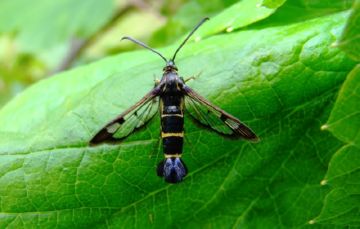 Обробка агрусу навесні від шкідників: основні заходи та препарати