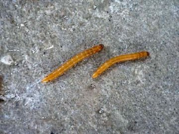 Як обробити кавуни від шкідників і хвороб хімічними препаратами