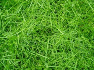 Як відновити і відремонтувати пошкоджений газон: можливі варіанти