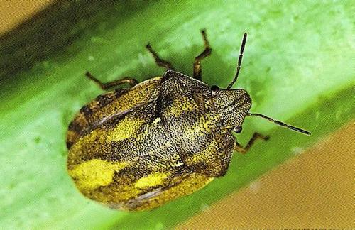 Клоп черепашка – спосіб життя та ефективні методи боротьби
