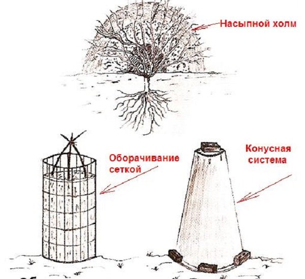 Підготовка рослин до зими: обрізка, укриття та інші прийоми захисту від холоду, рекомендації фахівців і фото
