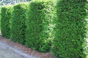 Використання туї для створення живоплоту: опис сортів та особливості формування