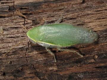 Тропический вид