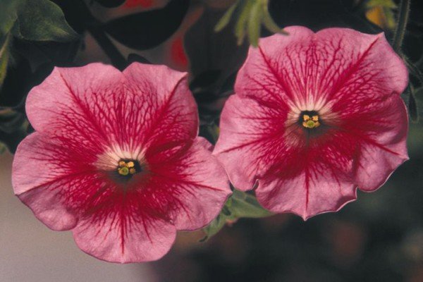 Петунія крупноквіткова: огляд сортів і особливості вирощування