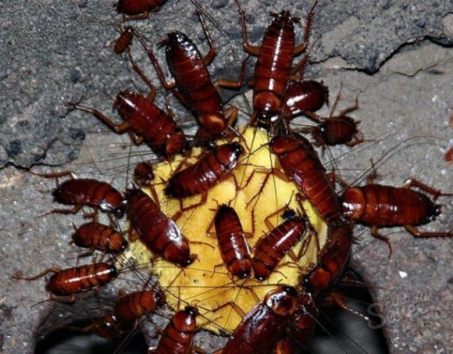 Найефективніший засіб від тарганів: аерозолі, гелі — що вибрати?