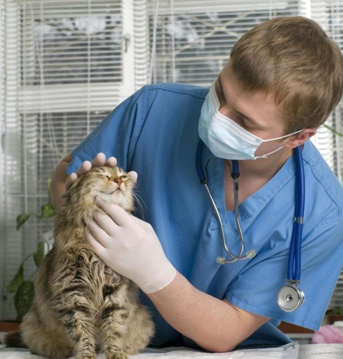 Коростяний кліщ у кішок   що це таке і як лікувати