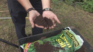 Як правильно доглядати за дорослим газоном в різний час року: звід правил