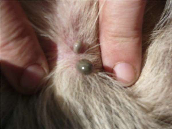 Підшкірний кліщ у собак його симптоми й методи лікування