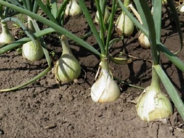Цибульна нематода: заходи боротьби з серйозним шкідником цибулі та часнику