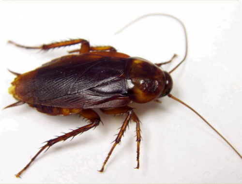 Види тарганів – фото та опис кожного з них