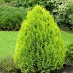 Малі елементи великого дизайну — карликові туї: особливості висадки на ділянці і опис популярних сортів